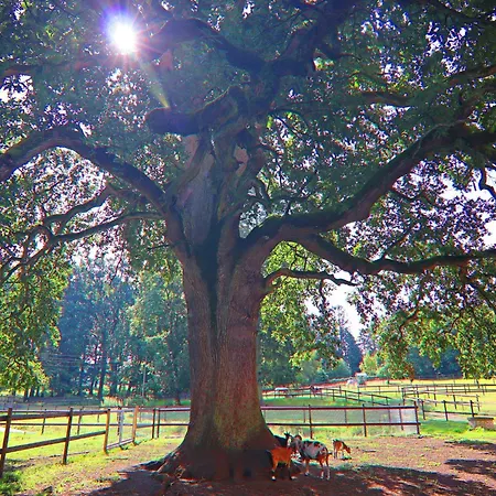 Casa vacanze Oliver Im Bernstein